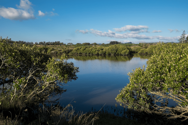 Ngakoroa Stream